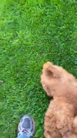 High Quality F1b Red Labradoodle Puppies in Spokane, Washington