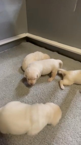 Labrador retrievers in Belleville, Illinois