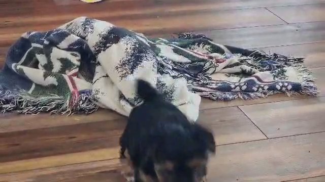 Paxson male yorkie in McKinney, Texas