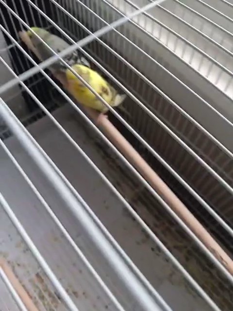 Male & female budgie Parakeets in Springfield, Missouri