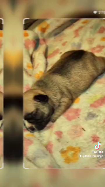 Fluffy Carrier French Bulldogs in Somerset, Kentucky