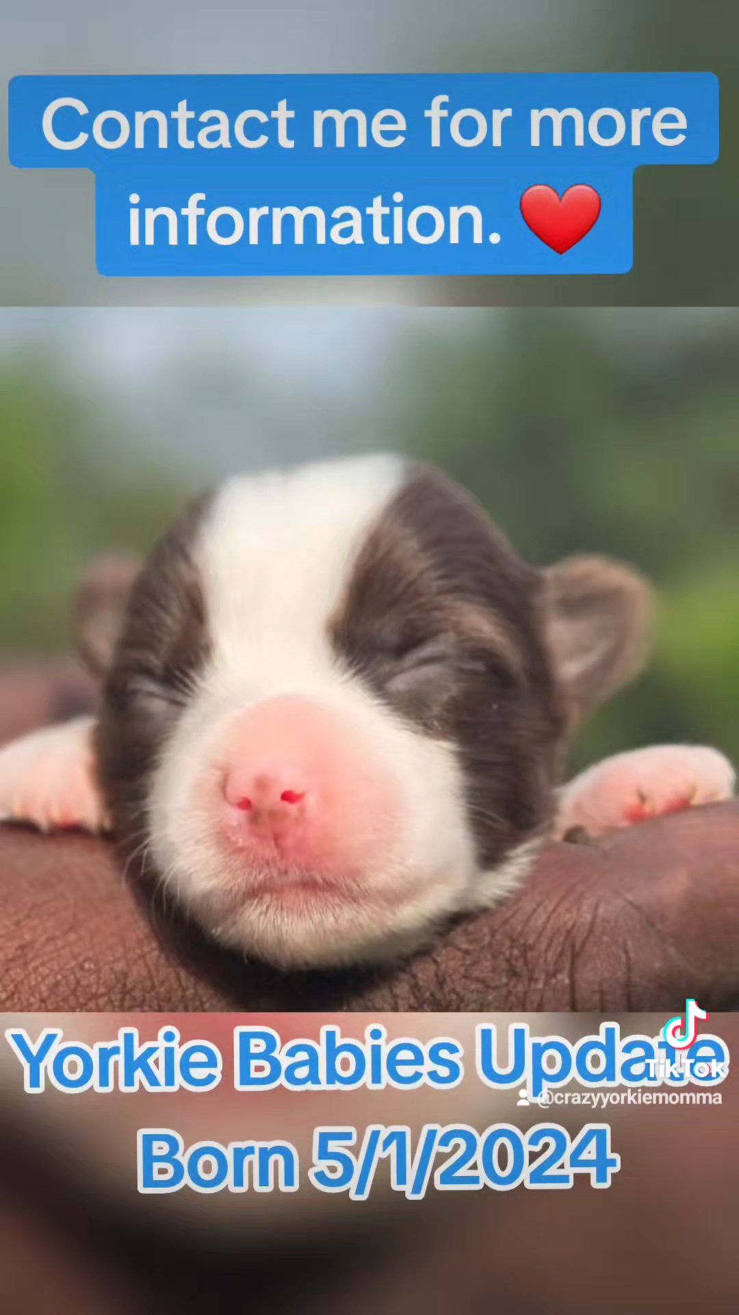Yorkie Puppies available June 26 in Phenix City, Alabama