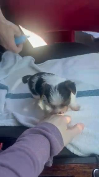 Yorkshire Terrier Parti Coloring in Indianapolis, Indiana