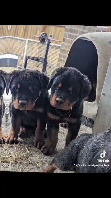 female puppy Rottweiler in Temple, Texas