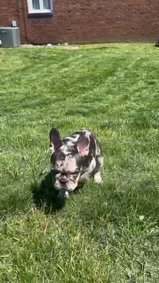 Amazing Homegrownbullies_412 Frenchie in Pittsburgh, Pennsylvania