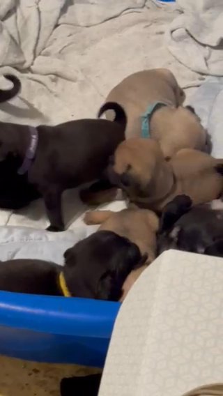 AKC Pug Puppies in Auburn, Alabama