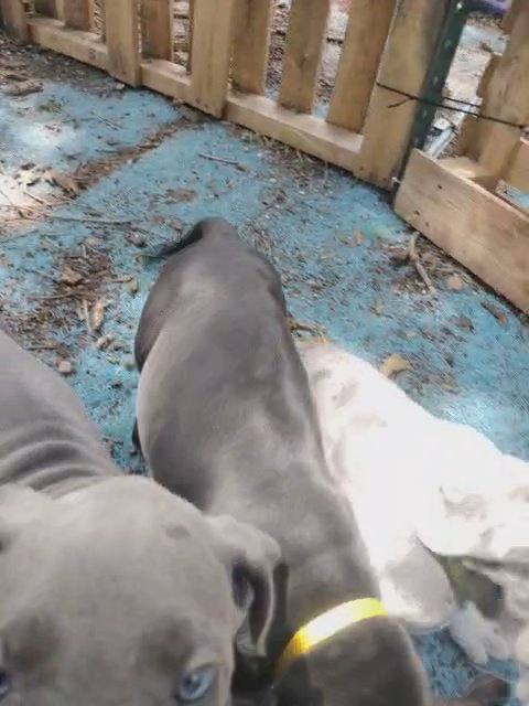 Princess the Precious Great Dane in Fort Worth, Texas