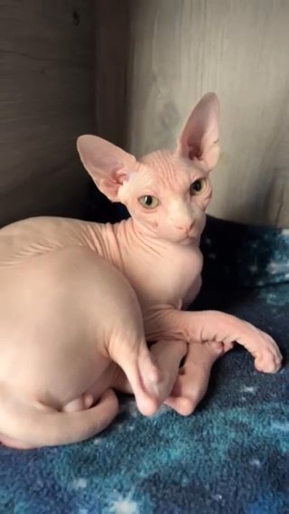 Sphynx Kitten in Miami, Florida