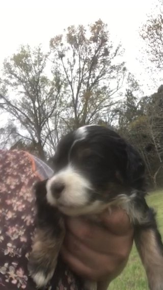 F1b Micro mini Bernedoodle in Greenwood, South Carolina