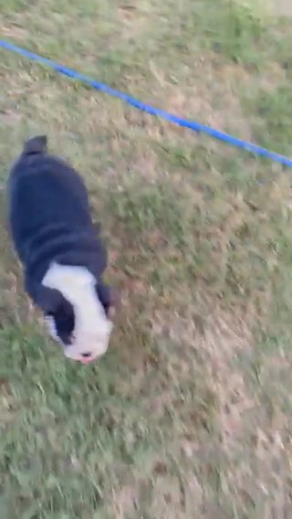English Bulldog in Andrews, Texas