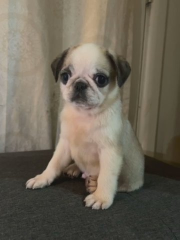Panda Bug Fawn Boy in Weatherford, Texas