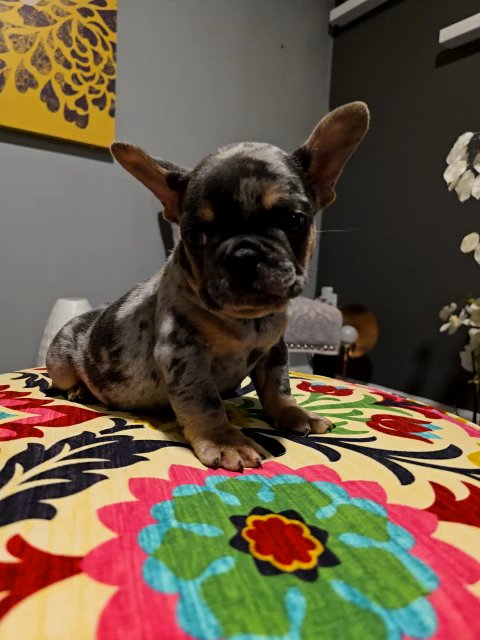 Micro Tri Merle Male French Bulldog in Owings Mills, Maryland