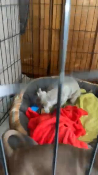 Pitbulls in Oxnard, California