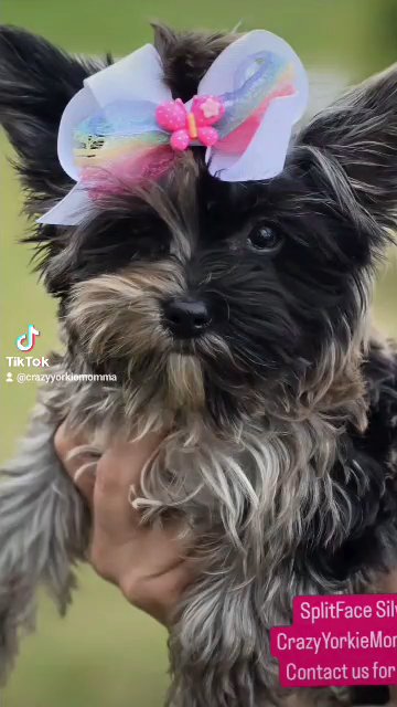 Tiny Yorkie- Silverbelle Merle Female in Columbus, Georgia
