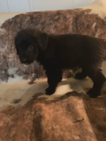 Pyredoodle Sweetie Boy in Weatherford, Texas
