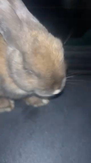 Bunny in Berwyn, Illinois