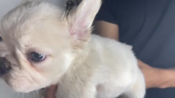 Fluffy French Bulldog in Orange, California