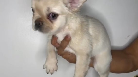 Male Fluffy French Bulldog in Orange, California