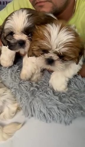 Shihtzu Barron Male in Miami, Florida