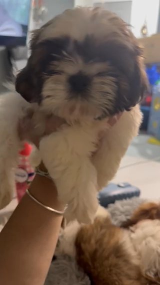 Shihtzu Baron Male in Miami, Florida