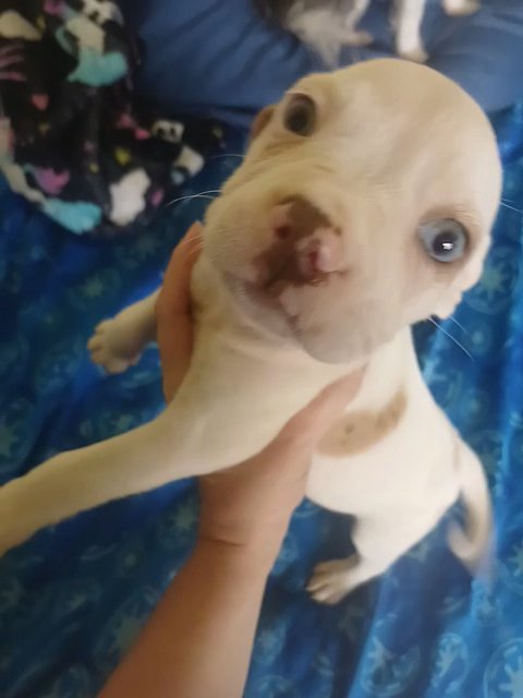 champagne merle French American Bulldog in Anniston, Alabama