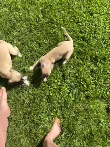 Whippet Pups 7 Weeks in Cincinnati, Ohio