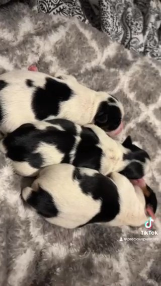 Kb black Yorkies in Huntsville, Alabama
