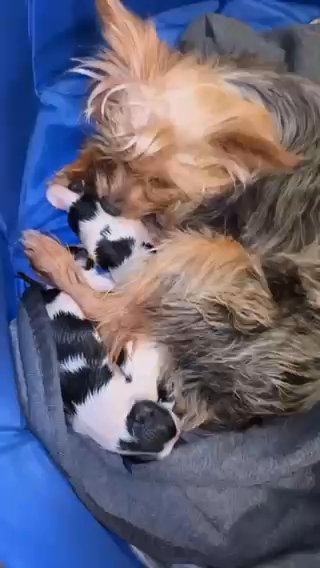 KB black Teacup Yorkies in Huntsville, Alabama