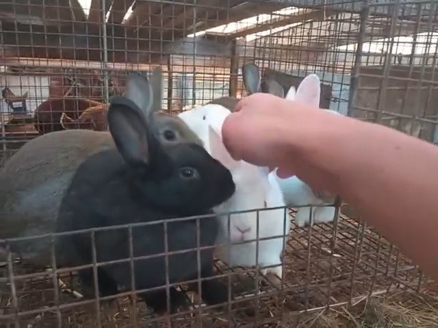 Bunnies for sale! in Harrison, Michigan