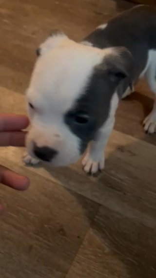 Aiko in Burlington (Township), New Jersey