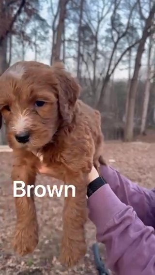 Standard Bernedoodle - Brown in Chattanooga, Tennessee