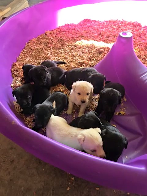 full blooded lab puppies in Dickson, Tennessee