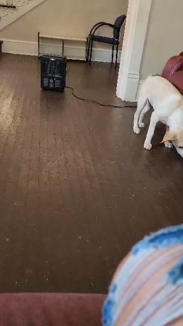Lab/Pit mix needs loving home in Roanoke, Virginia