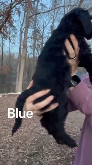 Standard Bernedoodle - Blue in Knoxville, Tennessee