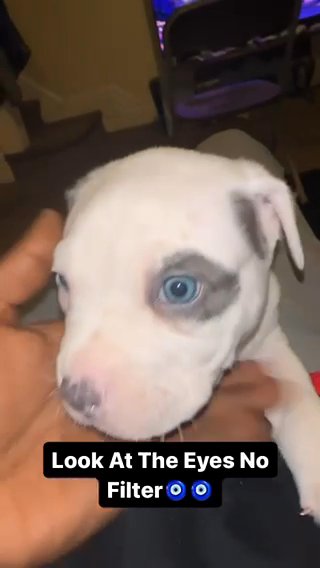 Blue Pit Puppies in Philadelphia, Pennsylvania