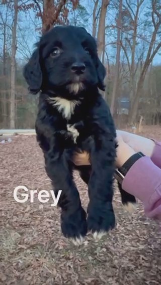 Standard Bernedoodle - Grey in Athens, Georgia