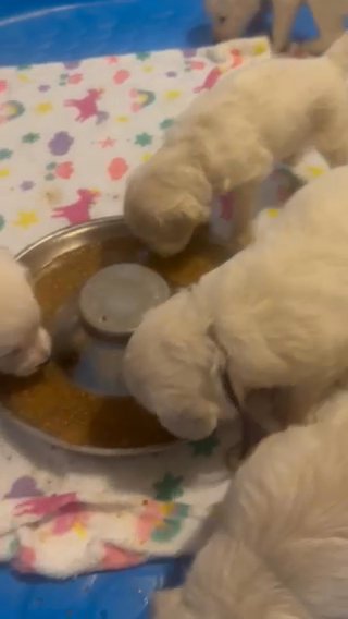 F1 Goldendoodles in Lubbock, Texas