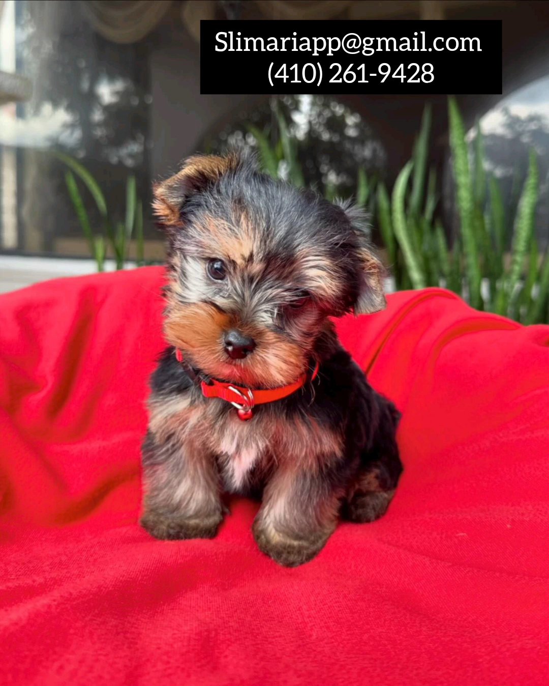 Lovely Yorkie For Adoption in San Diego, California