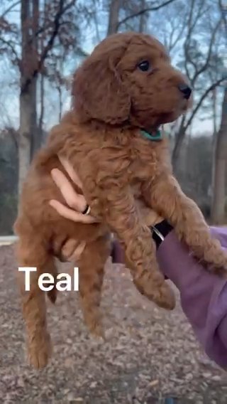 Standard Bernedoodle - Teal in Athens, Georgia