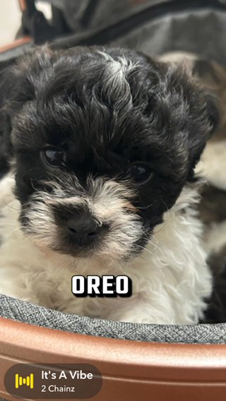 Oreo- Availabe in Coconut Creek, Florida