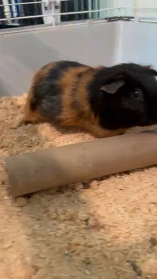 Black And Tan guinea pig in Boston, Massachusetts