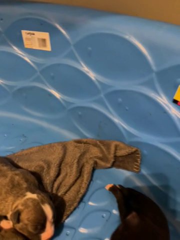 Pitbull Puppies in Springfield, Illinois