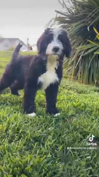 Standard, Male Bernedoodle in Marietta, Georgia