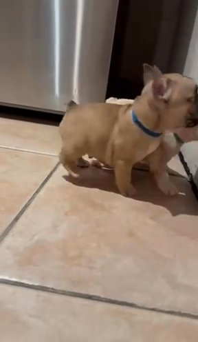 Baby Frenchies in Dallas, Texas