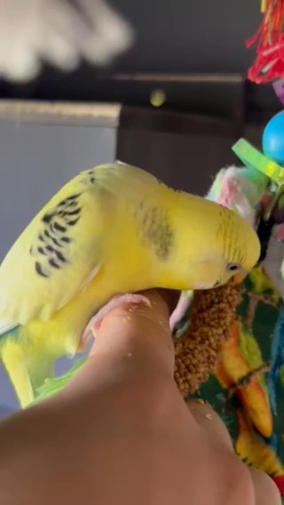 Yellow parakeet in Boston, Massachusetts