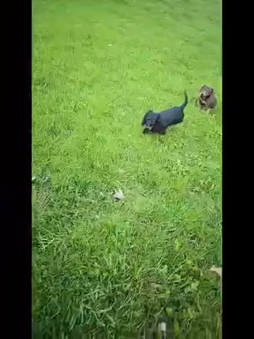 Long Haired Dachshund in Euclid, Ohio