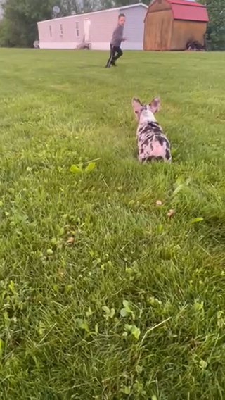 French Bulldog in Euclid, Ohio