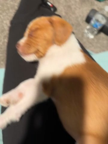 Boxer Mix Puppy - Male in Houston, Texas