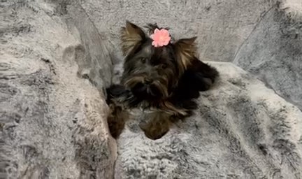 Beautiful Dark Traditional Female Yorkie in Riverside, California