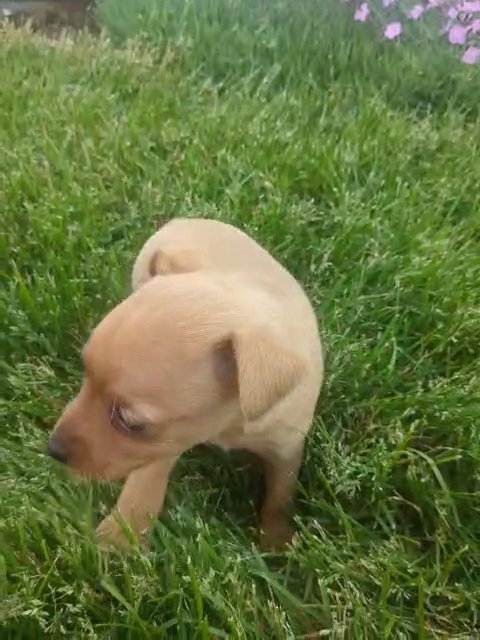 Mia (Mini Pinscher) in Goshen, Indiana